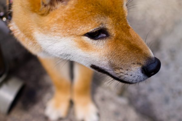 虚ろな柴犬